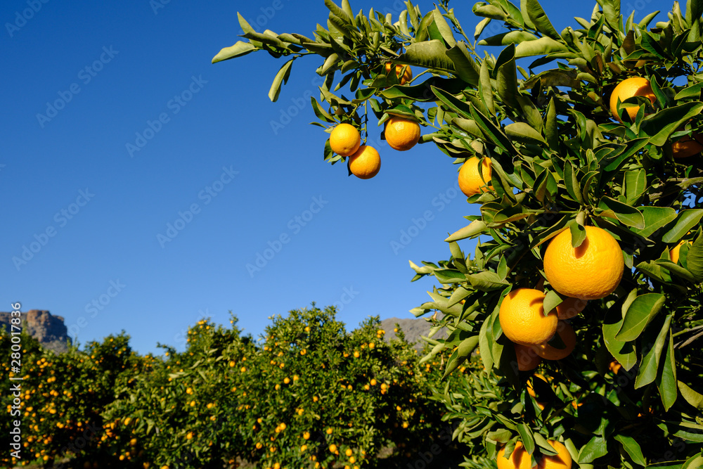 Valencia oranges growing on tree, with blue sky and citrus orchard background. Near Cederberg, South Africa. Valencia oranges growing on tree, with blue sky and citrus orchard background. Near Cederberg, South Africa.