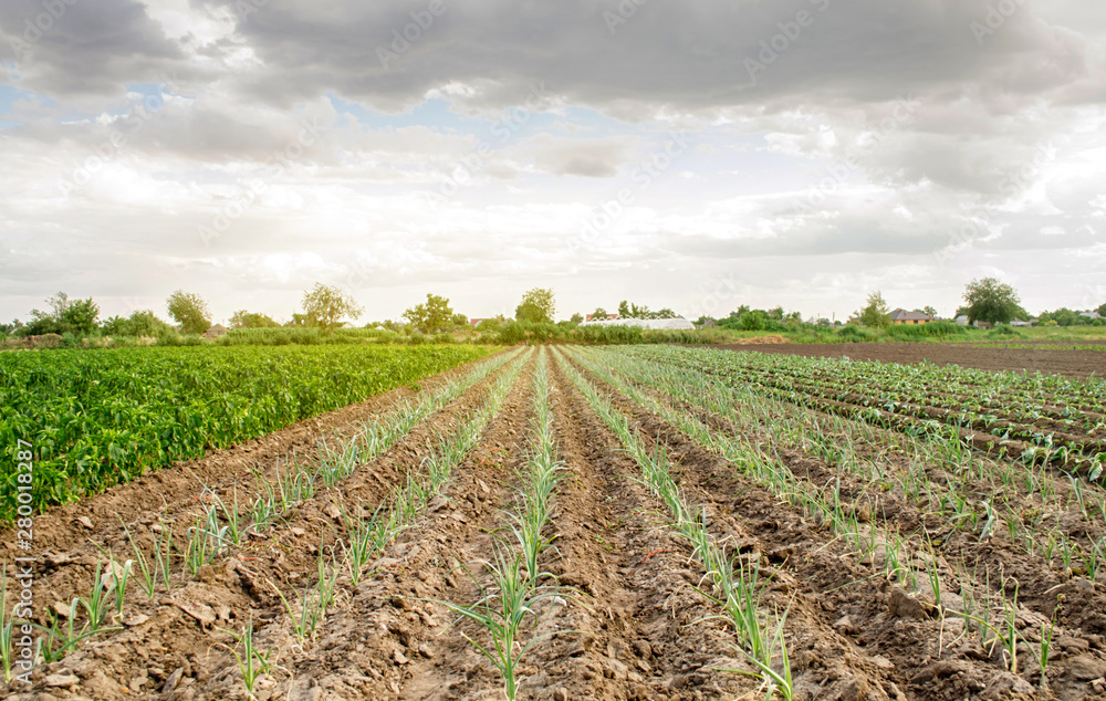 Leek, pepper and cabbage plantations grow in a field on a sunny day. Eco-friendly products. Growing organic vegetables. Agriculture and farming. Crops. Ukraine, Kherson region. Selective focus Leek, pepper and cabbage plantations grow in a field on a sunny day. Eco-friendly products. Growing organic vegetables. Agriculture and farming. Crops. Ukraine, Kherson region. Selective focus