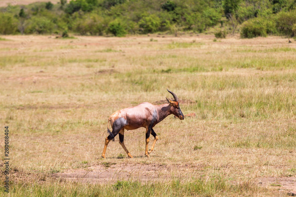 Topi walking on the savannah Topi walking on the savannah
