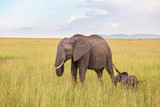Elephant calf with his mother in savannah