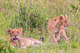 Two Lion Cubs in the savannah