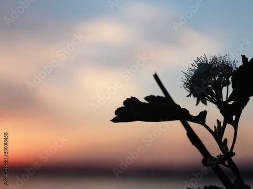 Close-up of a beautiful wildflower silhouetter with a colorful sunset in the background on the Ottawa River with copy space