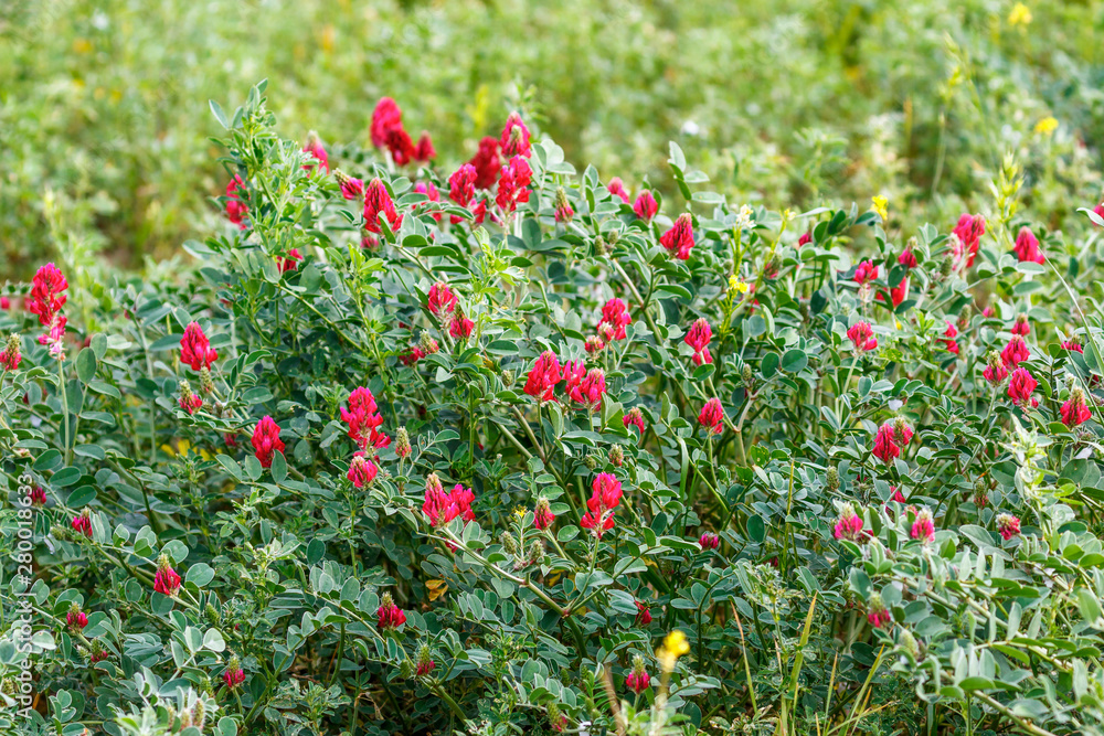 Red flowers blooming in a meadow