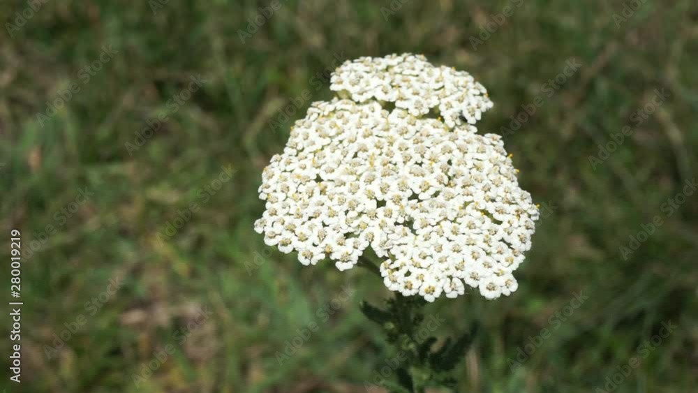 Yarrow white flowering plants, medicinal plants, Yarrow white flowering plants, medicinal plants,