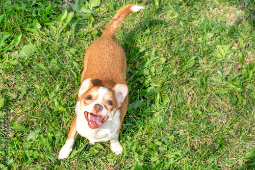 Chihuahua puppies Cute Chihuahua puppies walk, frolic and smile on the green grass in the Park