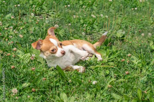 Chihuahua puppies Cute Chihuahua puppies walk, frolic and smile on the green grass in the Park
