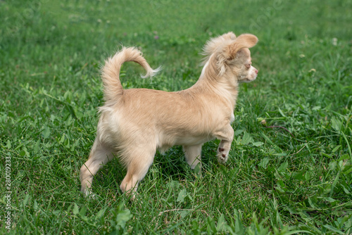 Chihuahua puppies Cute Chihuahua puppies walk, frolic and smile on the green grass in the Park