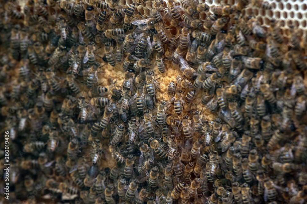 Thousands of bees on honeycombs with honey. Bees collecting nectar and putting into hexagonal cells after returning to beehive Thousands of bees on honeycombs with honey. Bees collecting nectar and putting into hexagonal cells after returning to beehive