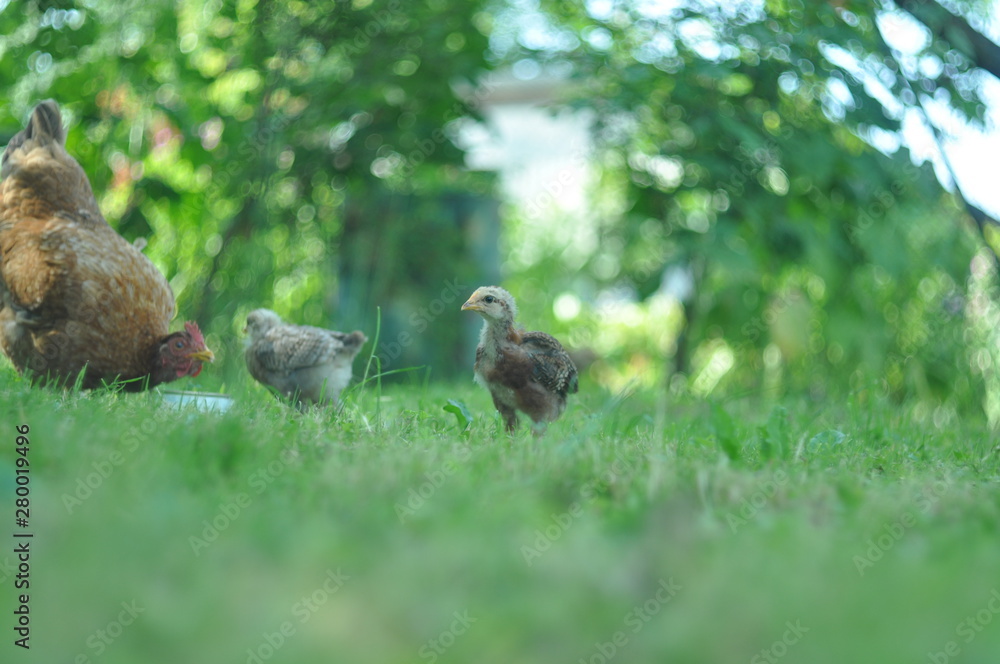 ducklings on the grass ducklings on the grass