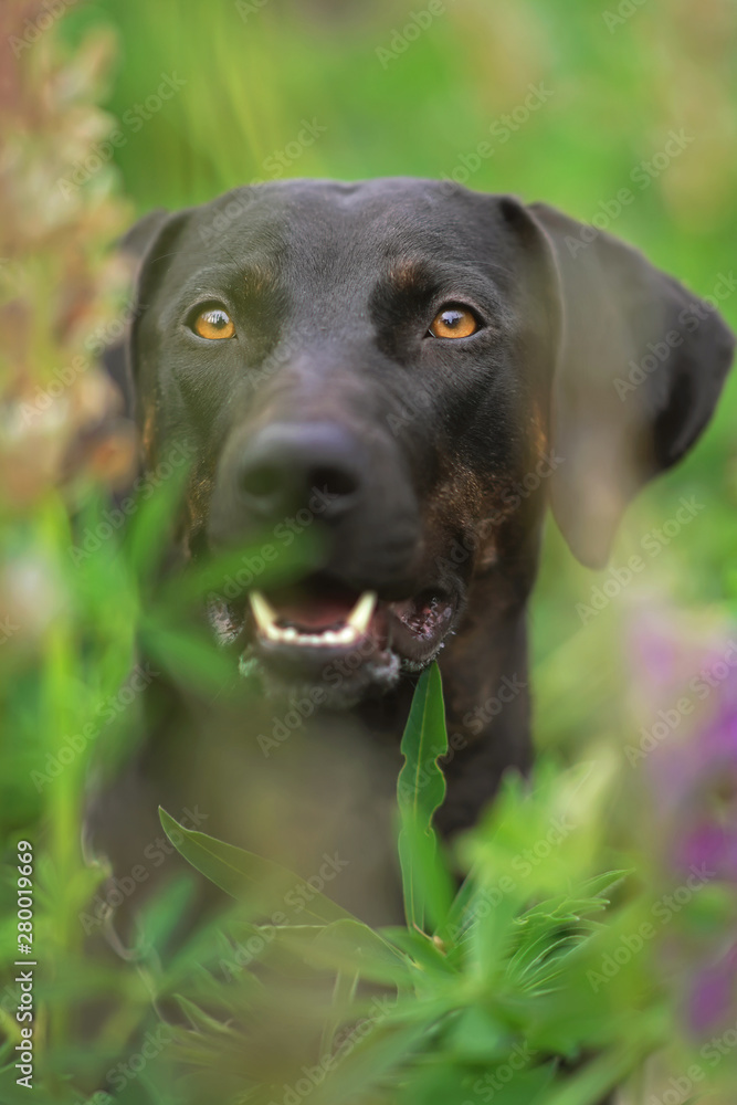 The portrait of a young black with brindle trim Louisiana Catahoula Leopard dog posing outdoors in summer The portrait of a young black with brindle trim Louisiana Catahoula Leopard dog posing outdoors in summer