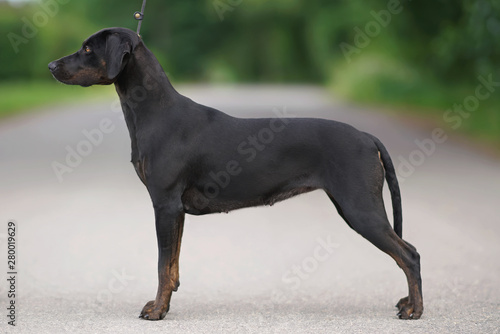 Young black with brindle trim Louisiana Catahoula Leopard dog posing outdoors standing on an asphalt road in summer