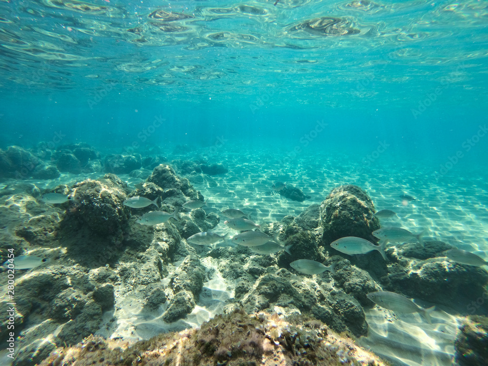 Fototapeta premium Underwater view of rocks and stones at the bottom of the sea.