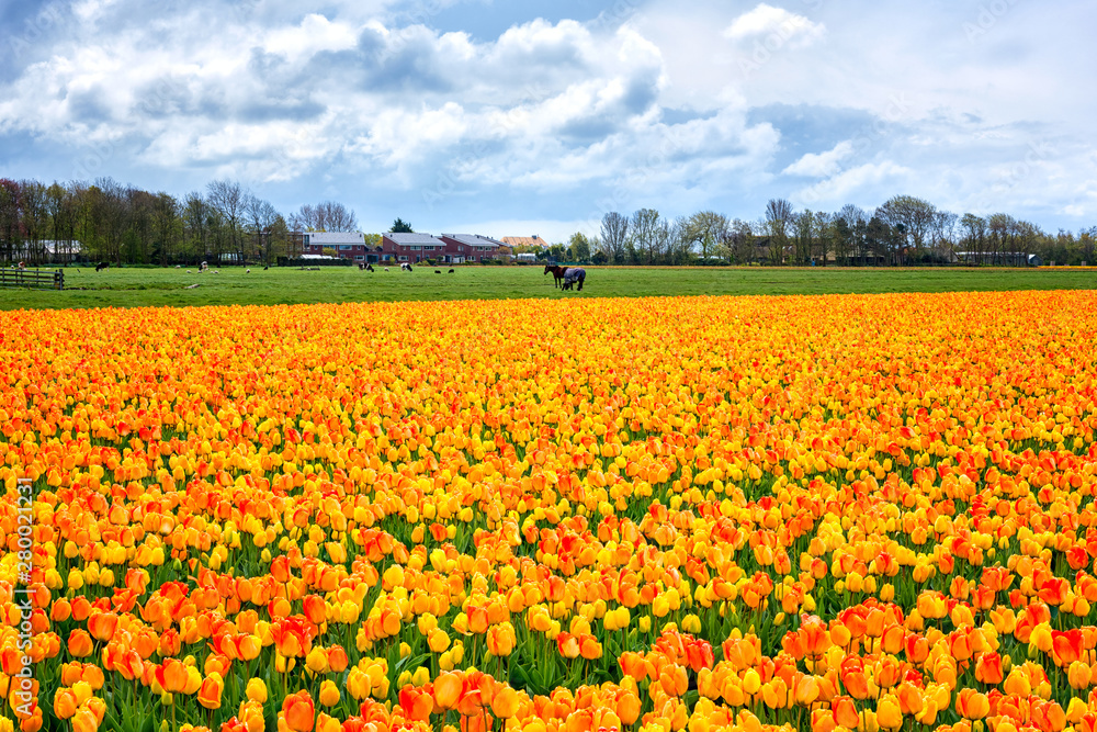 Traditional dutch countryside with field of flowering tulips and sky with clouds, rural landscape, spring in Netherlands (Holland), outdoor travel background