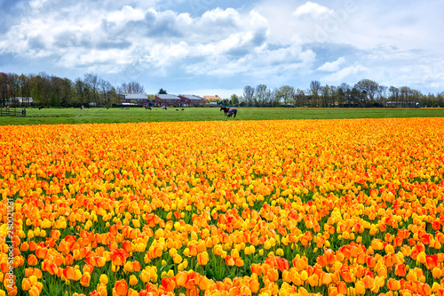 Traditional dutch countryside with field of flowering tulips and sky with clouds, rural landscape, spring in Netherlands (Holland), outdoor travel background © larauhryn