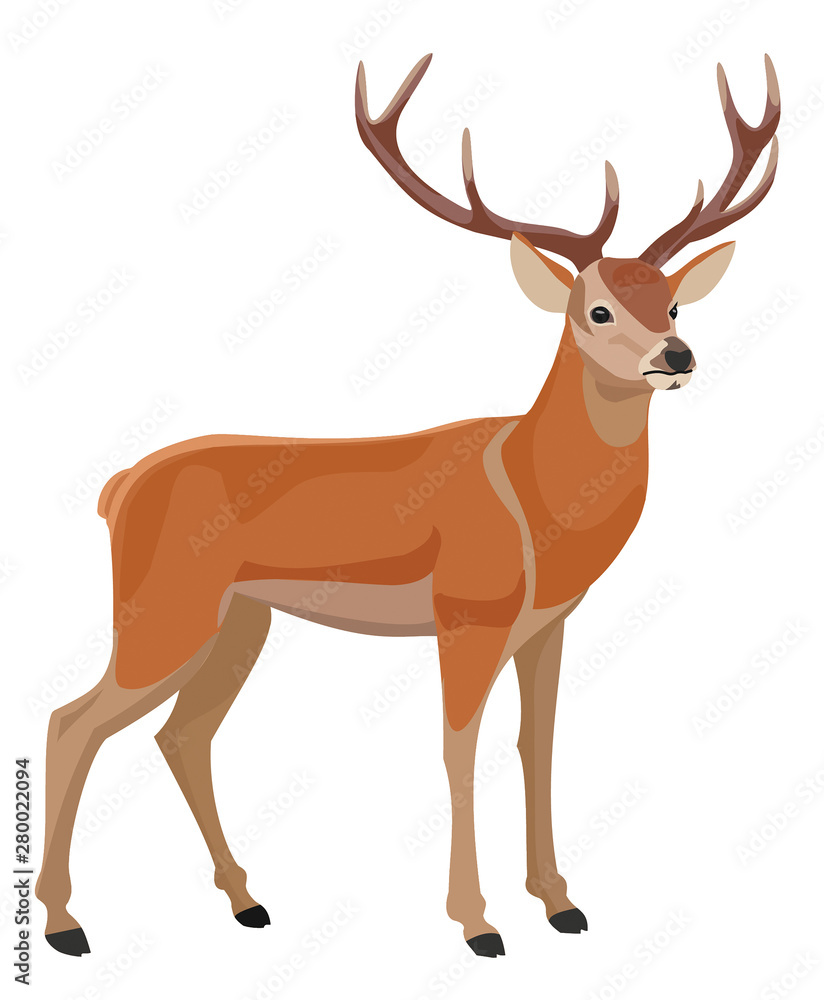 Deer isolated on white background. Vector illustration. Deer isolated on white background. Vector illustration.