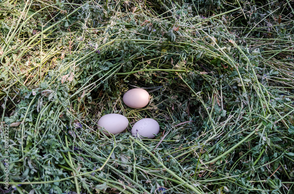 three chicken eggs in a straw nest three chicken eggs in a straw nest