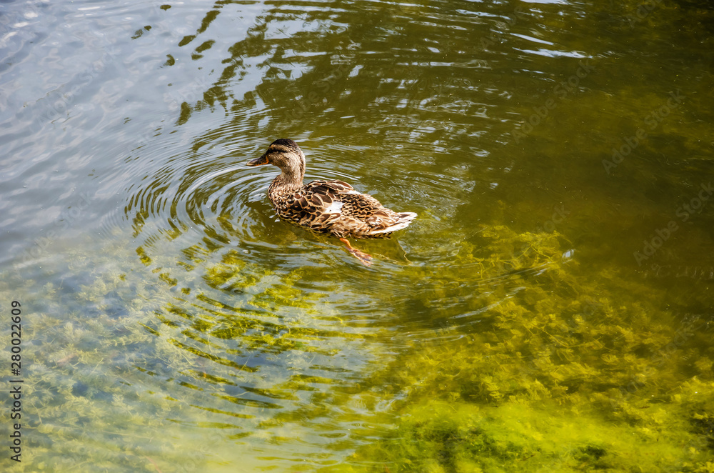 wild duck swims on the lake. View from above. wild duck swims on the lake. View from above.
