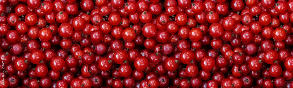 Εκτύπωση καμβά Red currant, close-up banner wallpaper panorama