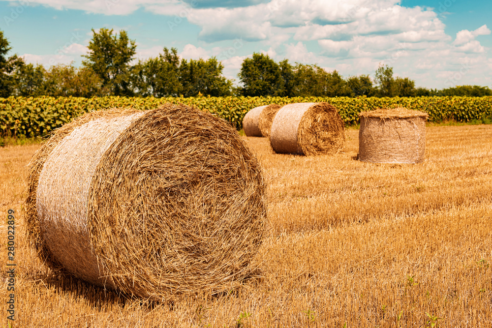 Round wheat hay bales drying in field stubble after harvest