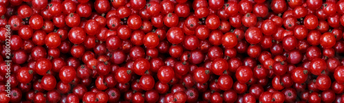 Red currant, close-up banner wallpaper panorama. Ripe red currant berries, low key. Harvesting farm organic photo