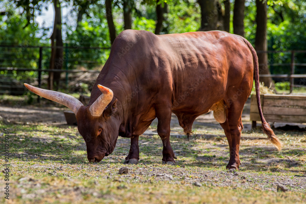 The wild water buffalo, also called Asian buffalo, Asiatic buffalo and wild Asian buffalo, is a large bovine native to the Indian Subcontinent and Southeast Asia. The wild water buffalo, also called Asian buffalo, Asiatic buffalo and wild Asian buffalo, is a large bovine native to the Indian Subcontinent and Southeast Asia.