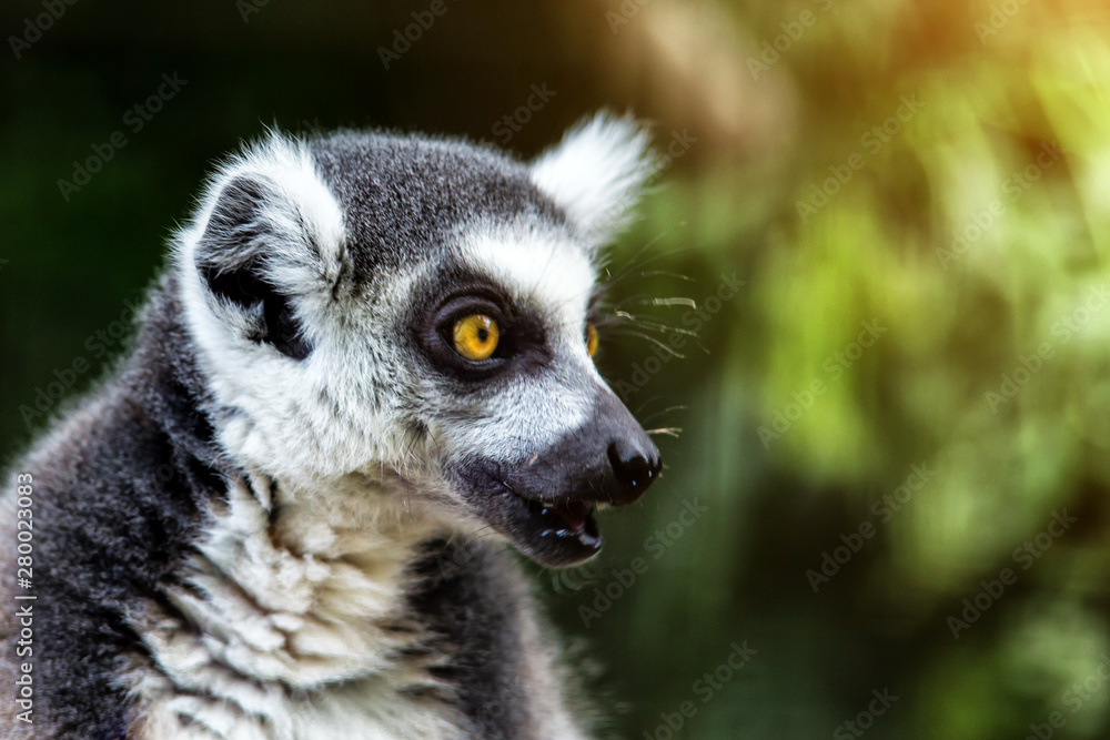 Obraz premium Single Lemur staring directly at camera.Close up of a ring-tailed lemur(lemur catta), Madagascar