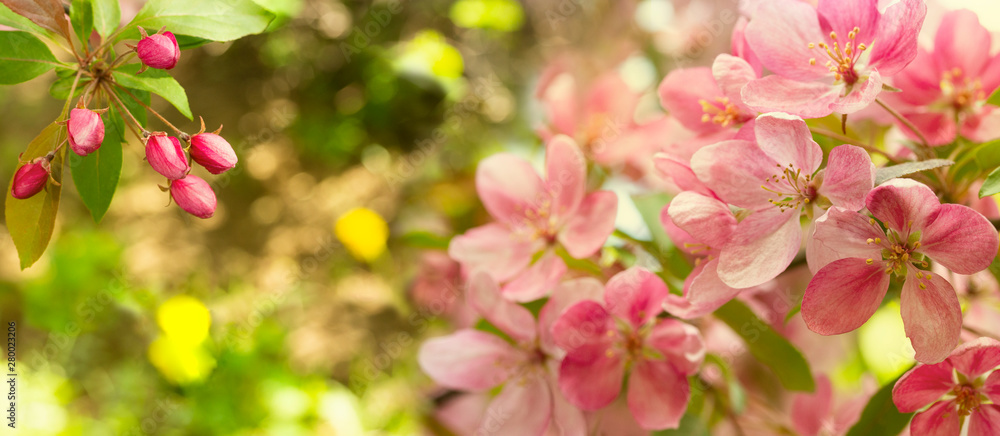 Large panorama of a blooming apple tree with pink crab flowers and buds in warm colors. Background wallpaper banner. Flowering apple orchard