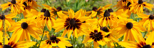 Black-eyed Susan Rudbeckia hirta yellow flower, banner background wallpaper. Decorative beautiful garden flowers, large panorama photo