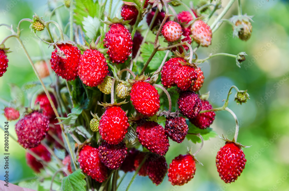 red, wild strawberries on a green background, close-up red, wild strawberries on a green background, close-up