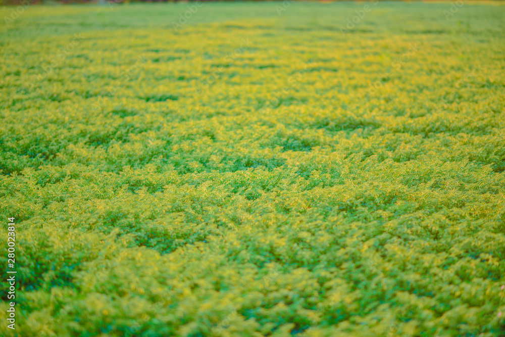 Chickpea field, ready to be harvested Chickpeas were left to dry. Chickpea field, ready to be harvested Chickpeas were left to dry.