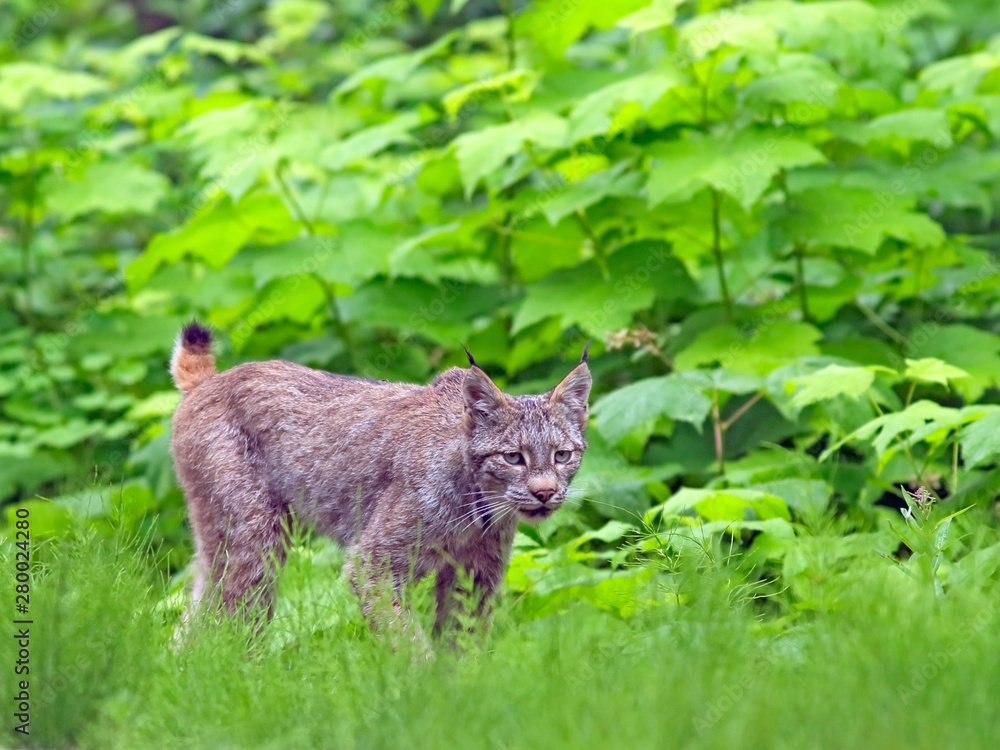 Foto de Beautiful wild Lynx Cat hunting in the forest. ( Lynx ...