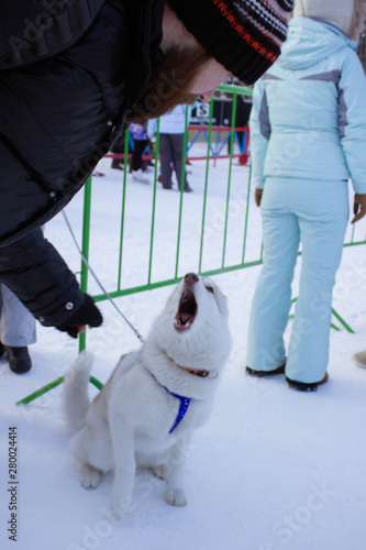 Wallpaper Mural dog in snow sing Torontodigital.ca