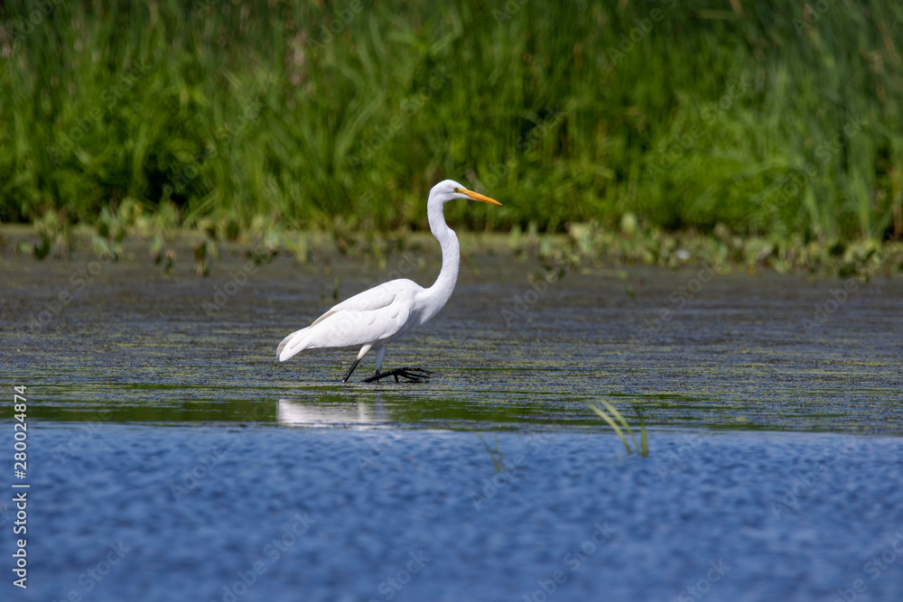 The great egret (Ardea alba),state conservation area in Wisconsin The great egret (Ardea alba),state conservation area in Wisconsin