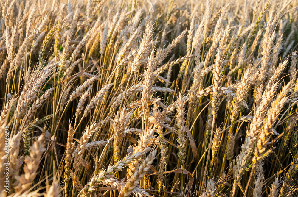 Fototapeta premium yellow wheat field. Wheat ears grow in a field
