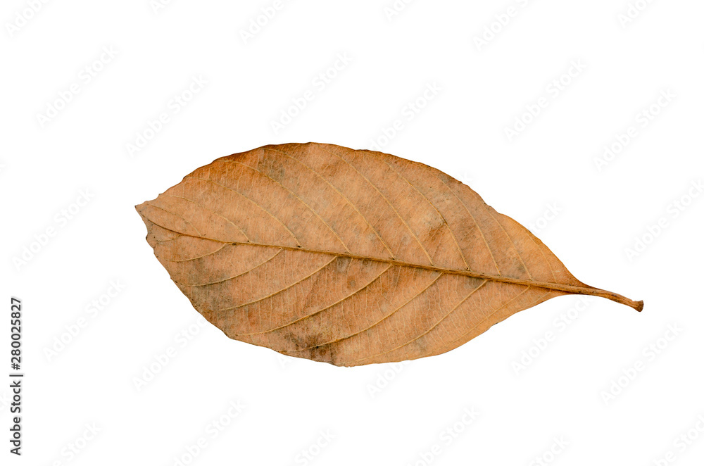 Brown dry leaves with white isolated