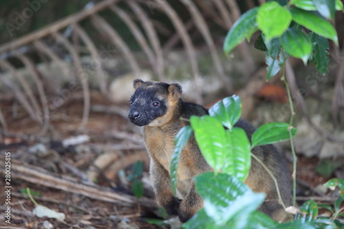 A Lumholtz's tree-kangaroo (Dendrolagus lumholtzi) rests high in a tree in a dry forest  Queensland, Australia photo