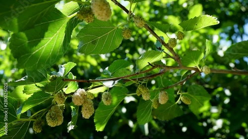 mulberry tree, fresh white mulberry, large amount of mulberry fruit in the tree,