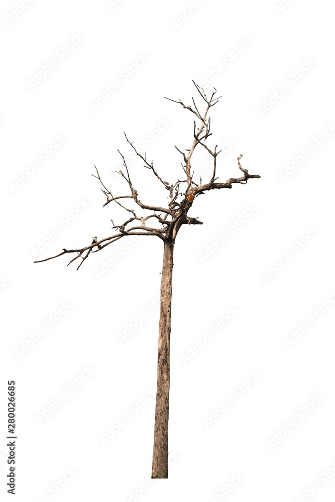 Dead tree on the white background Dead tree on the white background