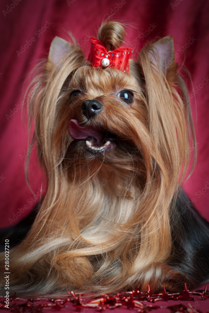 Naklejka premium Yorkshire terrier sitting on a red velvet background