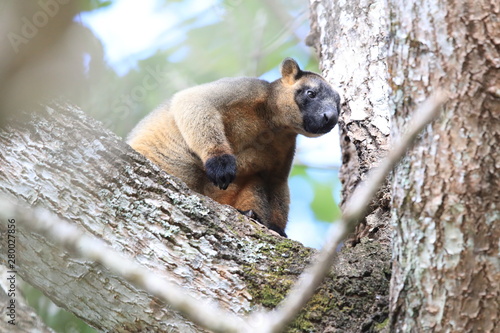 A Lumholtz's tree-kangaroo (Dendrolagus lumholtzi) rests high in a tree in a dry forest  Queensland, Australia photo