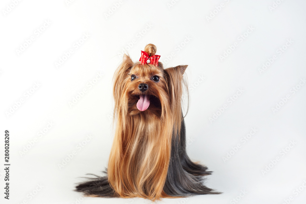 Naklejka premium Yorkshire Terrier isolated on white