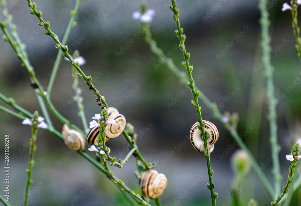 Wild herbs, flowers and snails Wild herbs, flowers and snails