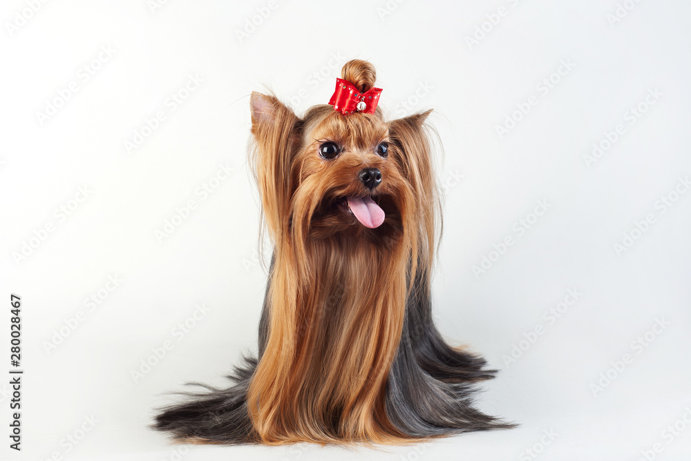 Naklejka premium Yorkshire Terrier isolated on white