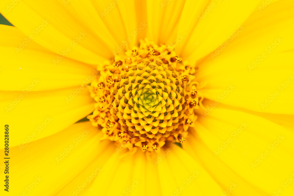 middle of a yellow flower middle of a yellow flower