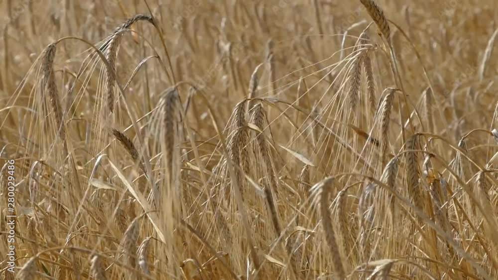 mature barley field, ripe barley spike, barley harvest, mature barley field, ripe barley spike, barley harvest,