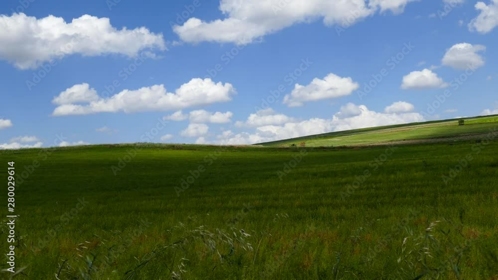ripening lentil plant, harvesting lentils, ripe green lentils in the field, ripening lentil plant, harvesting lentils, ripe green lentils in the field,