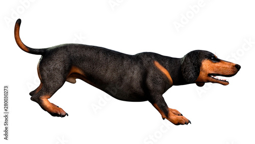 3D Rendering Dachshound on White © photosvac