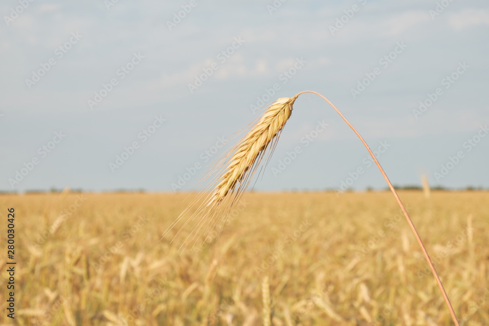 Obraz premium Ear of grain against the sky and fields. spike of grain