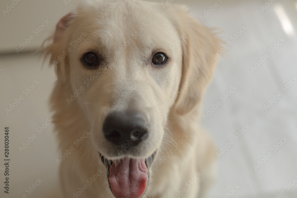 Cute white labrador resting in sunlit room Cute white labrador resting in sunlit room