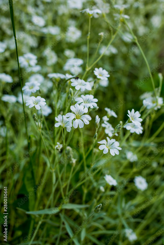 Plants with white beautiful flowers growing in garden at sunny summer day Plants with white beautiful flowers growing in garden at sunny summer day